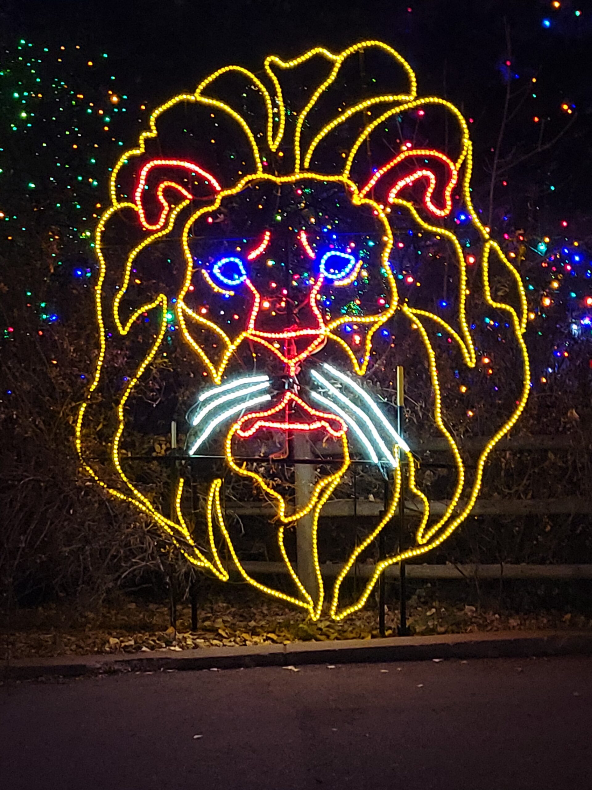 ((--DENVER--ZOO--XMAS--LION--LIGHTS--))