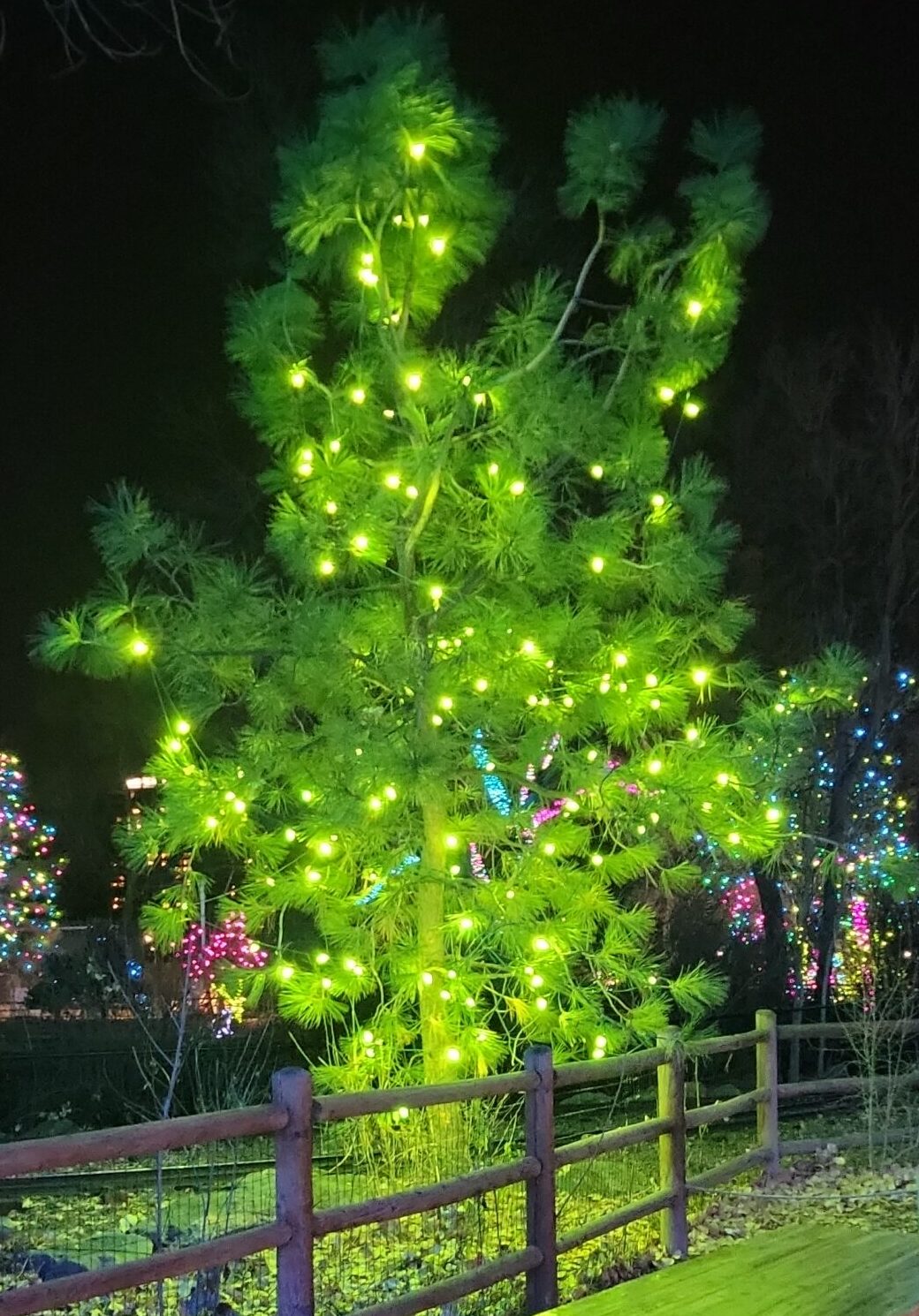 ((--SINGLR--GREEN--PINE--TREE--LIGHTS--))