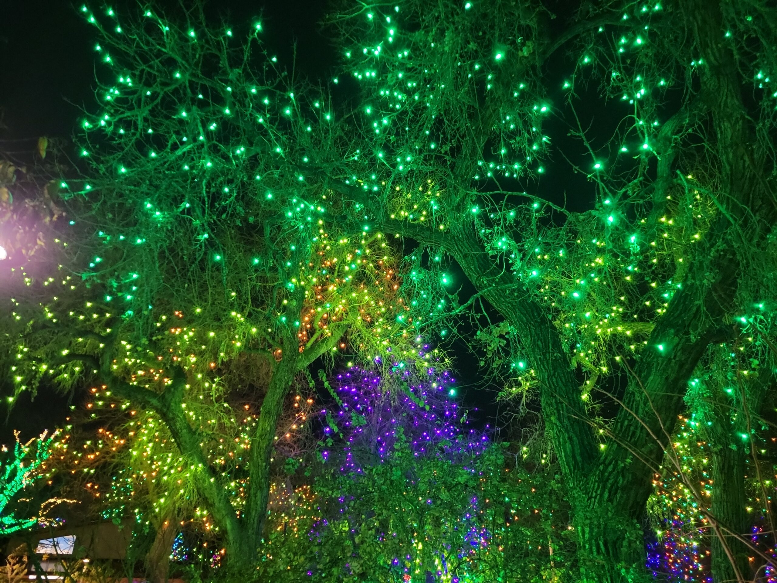 ((--GREEN--TREE--ZONE--DENVER--ZOOLIGHTS--))