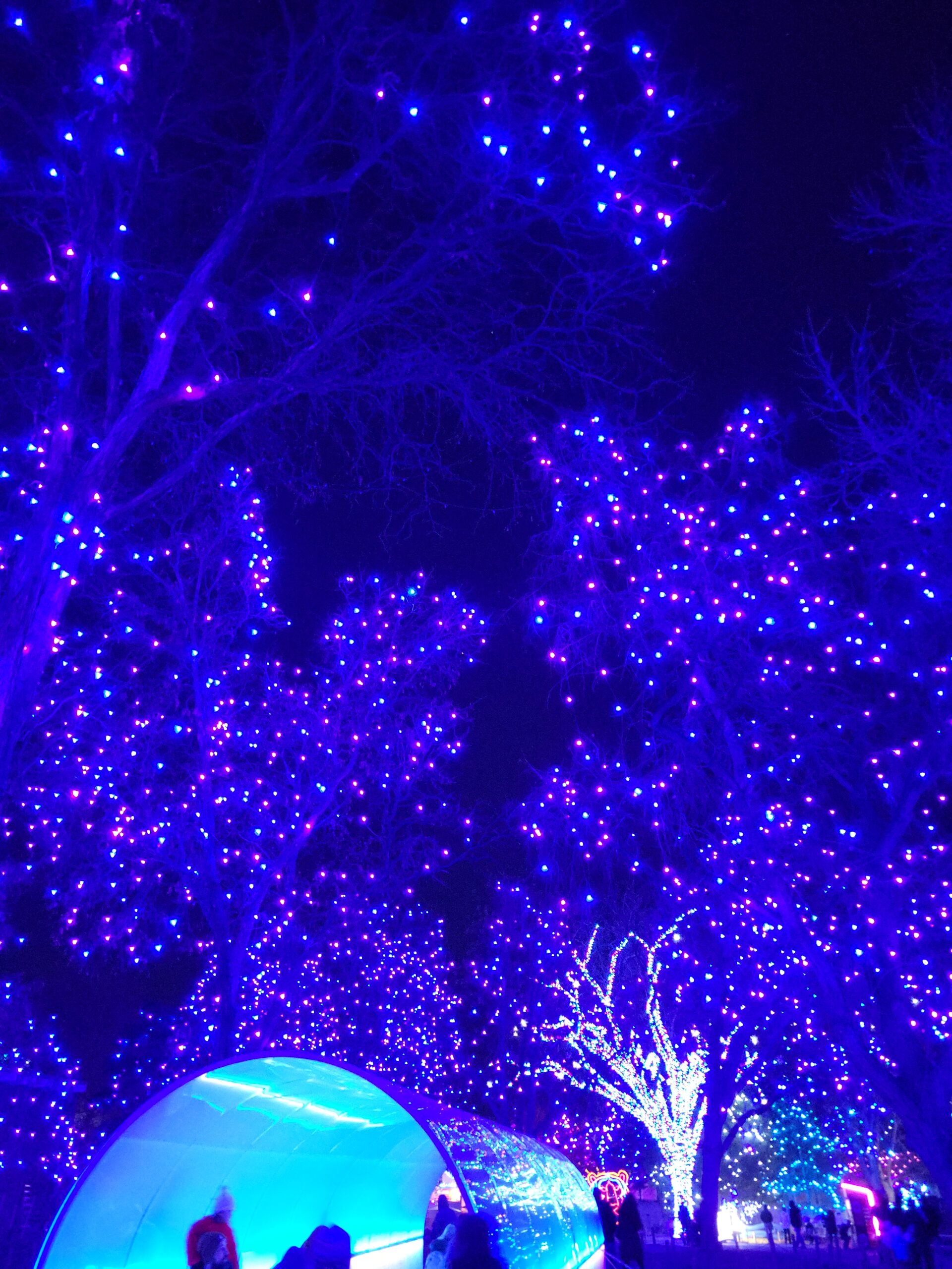 ((--DENVER--ZOO--LIGHTS--NORTHERN--LIGHTS--EXHIBIT--))
